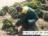 فضای سبز 