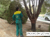 فضای سبز 